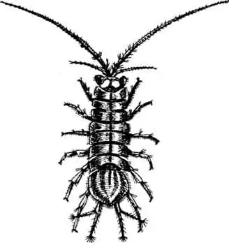 Водяной ослик Водяной ослик