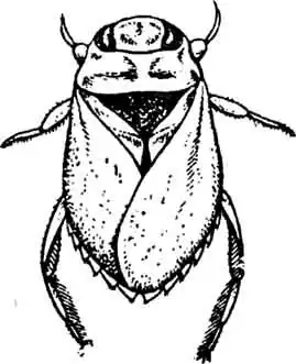 Плавт