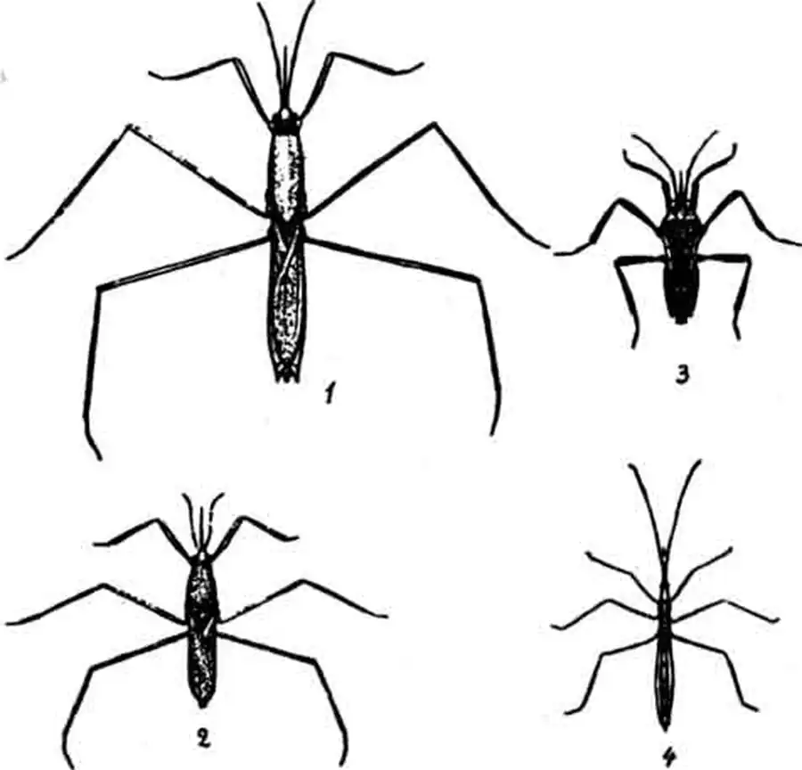 Водомерки: 1 — большая; 2 — панцирная; 3 — велия; 4 — водомерка-палочка Водомерки: 1 — большая; 2 — панцирная; 3 — велия; 4 — водомерка-палочка