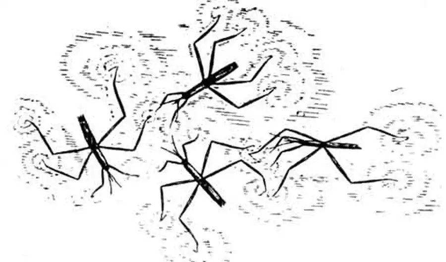 Водомерки на поверхности воды Водомерки на поверхности воды