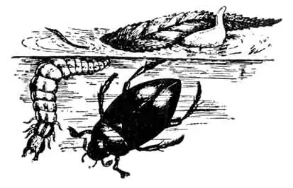 Большой водолюб и его личинка. На поверхности воды под листом ивы кокон водолюба Большой водолюб и его личинка. На поверхности воды под листом ивы кокон водолюба