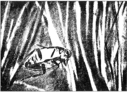 Водолюб с пленкой воздуха на брюшке Водолюб с пленкой воздуха на брюшке