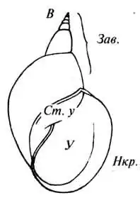 Рисунок раковины озерного прудовика