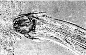 Camallanus cotti, присосавшийся с помощью головной капсулы к слизистой оболочке кишечника.