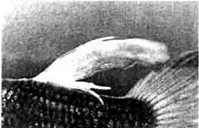Lernaea spec, на самце гуппи (Poecilia reticulata).