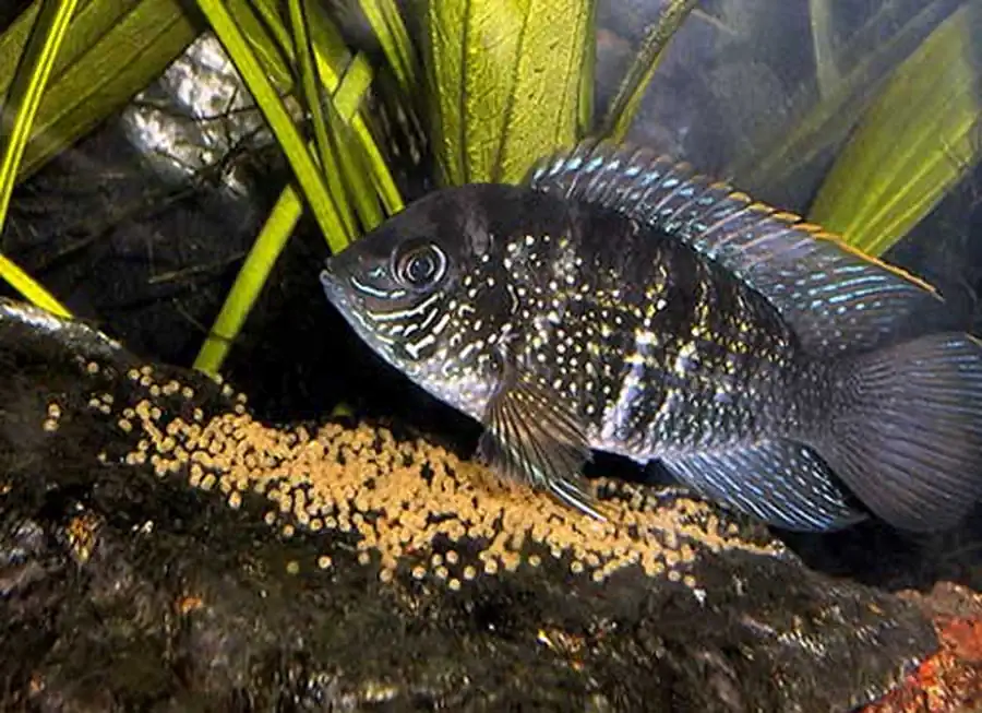 Aequidens pulcher