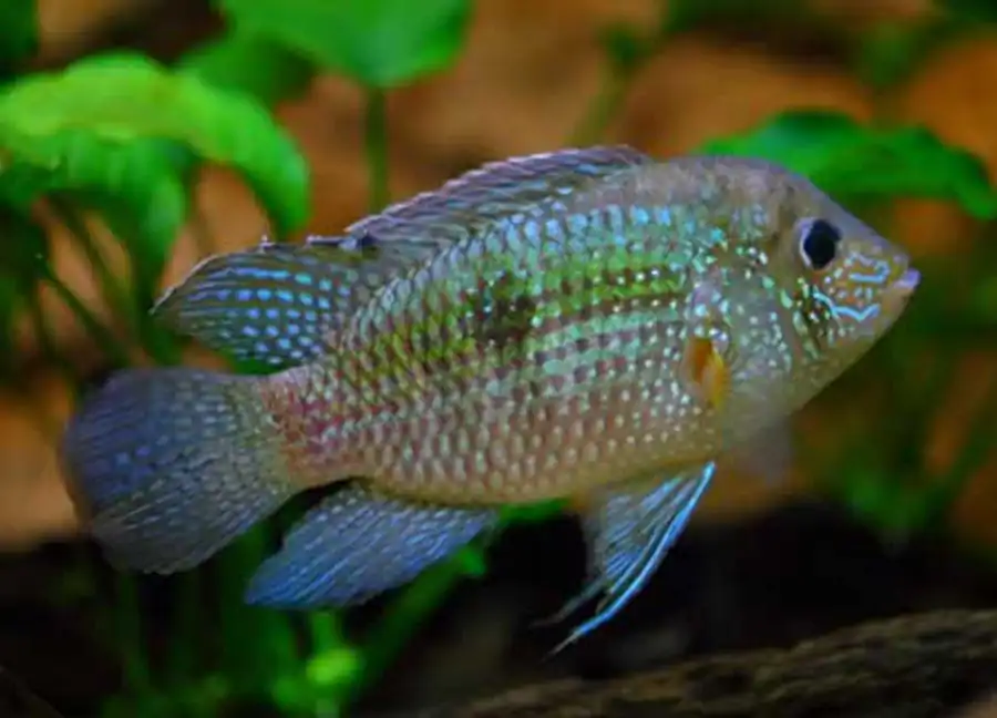 Aequidens pulcher