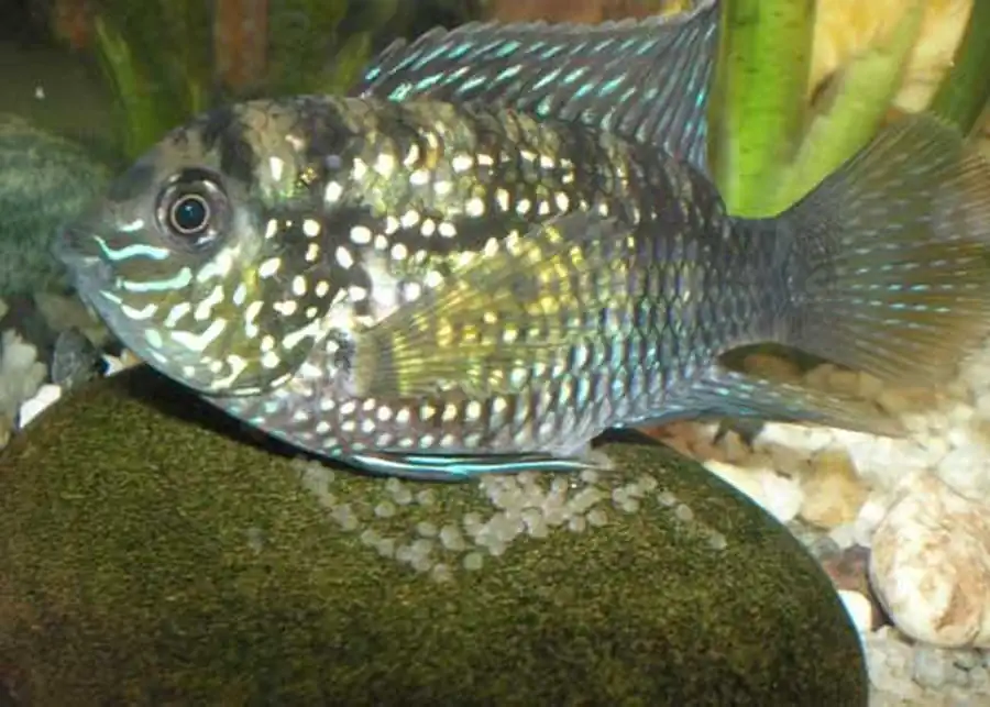 Aequidens pulcher