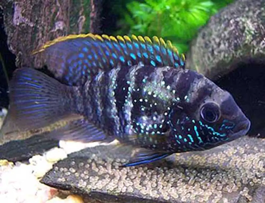 Aequidens pulcher