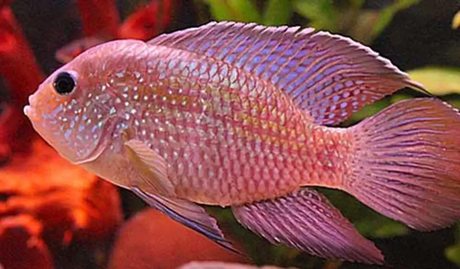 Aequidens pulcher