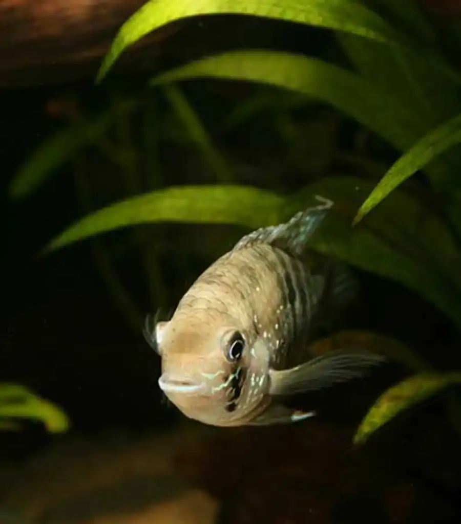 Aequidens pulcher
