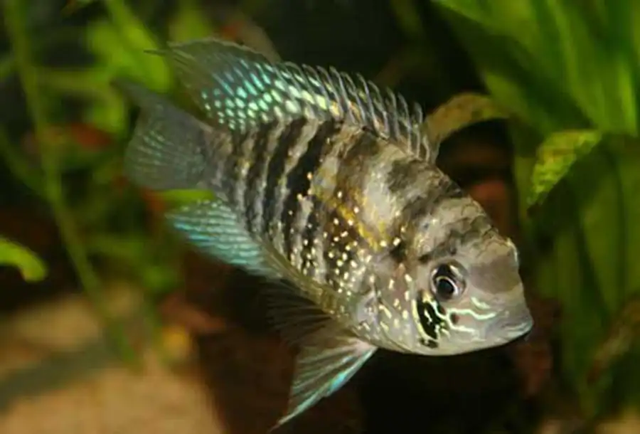Aequidens pulcher
