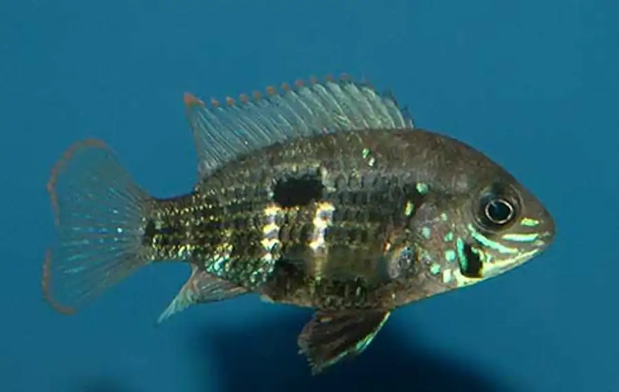 Aequidens pulcher