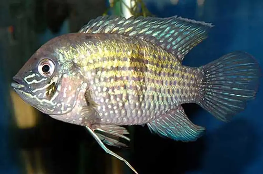 Aequidens pulcher
