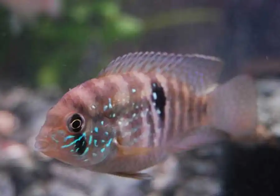 Aequidens pulcher