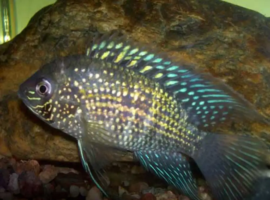 Aequidens pulcher