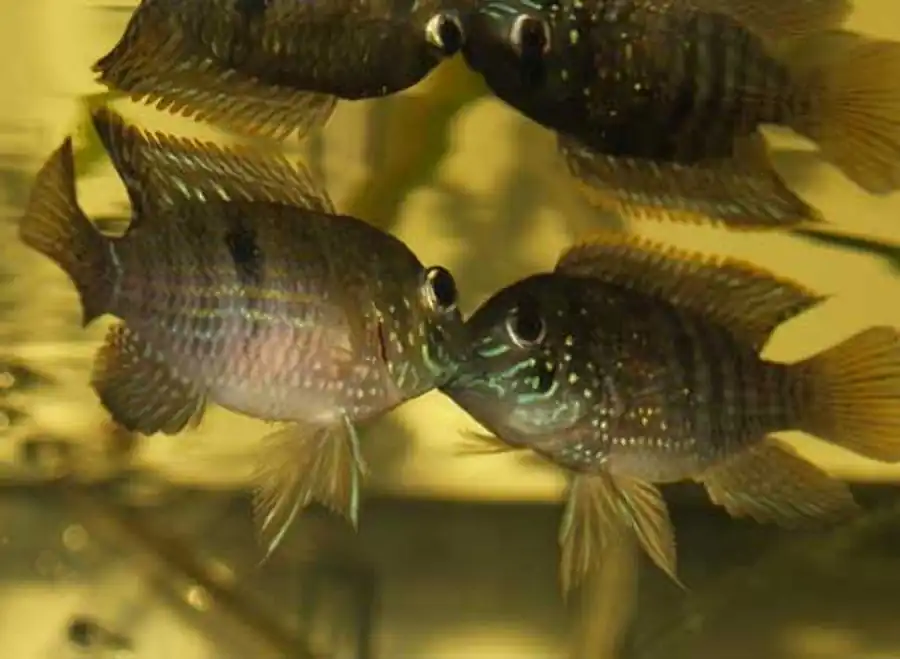 Aequidens pulcher