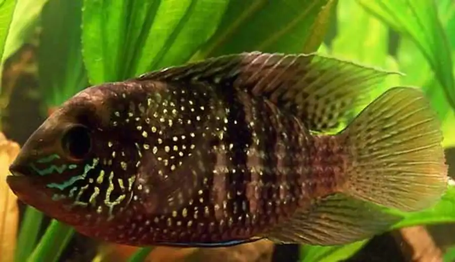 Aequidens pulcher