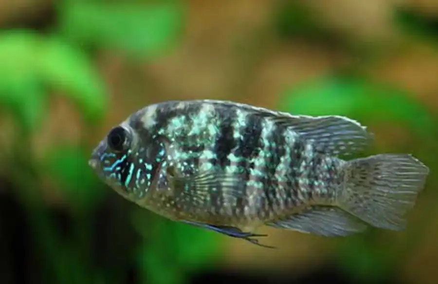 Aequidens pulcher