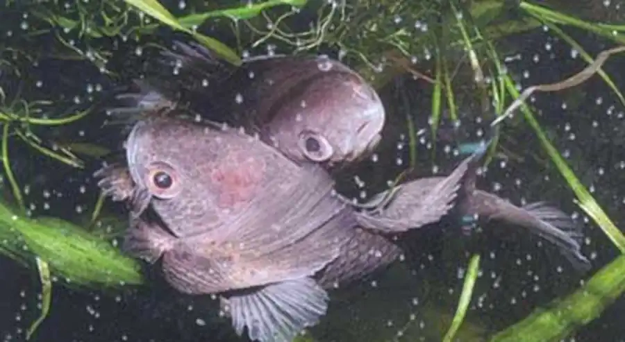 нерест Anabas testudineus