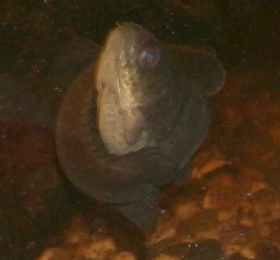 нерест пары Anabas testudineus