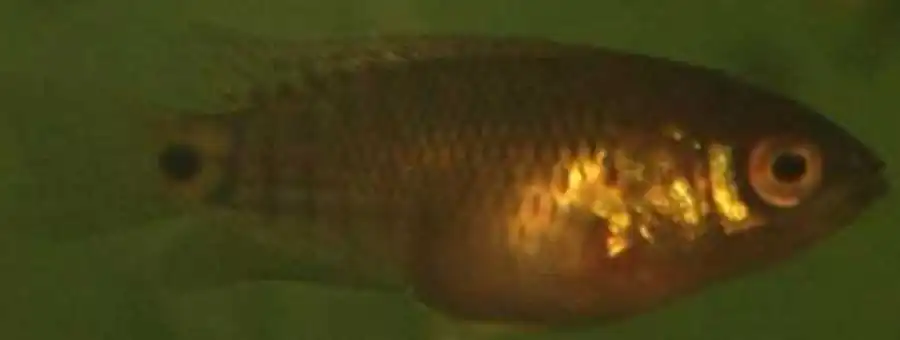 малек Anabas testudineus