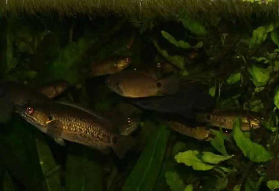 рыбки Anabas testudineus