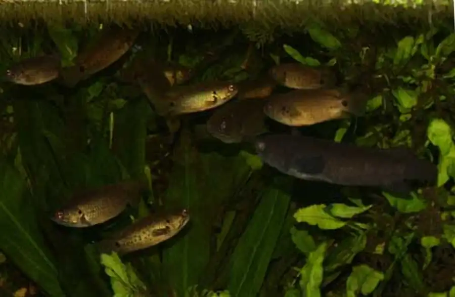 стайка Anabas testudineus