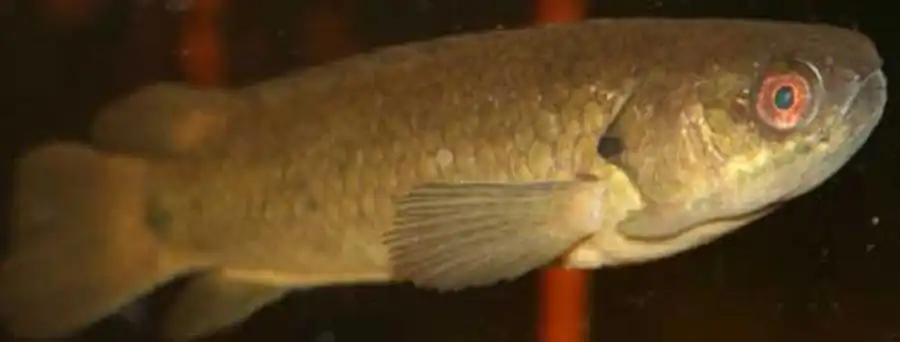 молодой Anabas testudineus