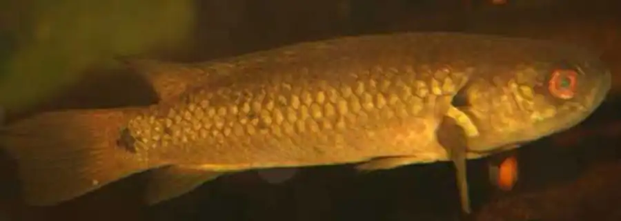 молодь Anabas testudineus
