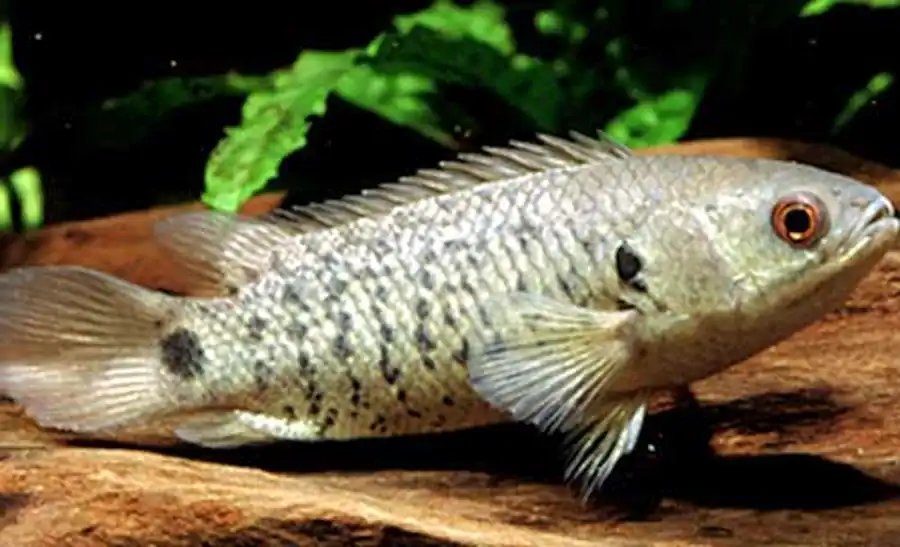 Anabas testudineus