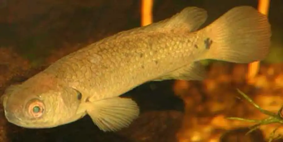 рыба Anabas testudineus