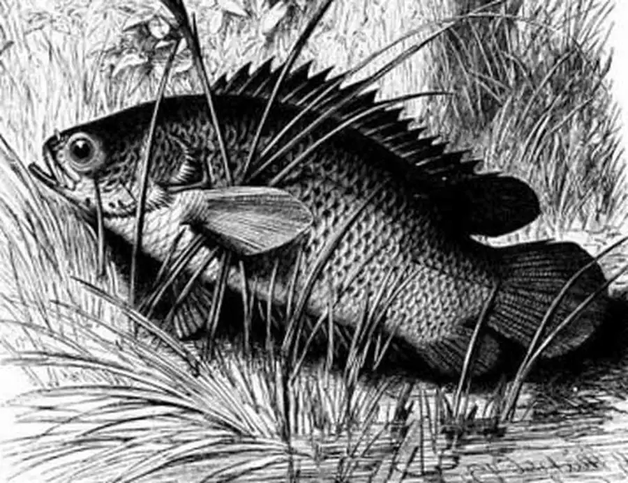 рисунок Anabas testudineus