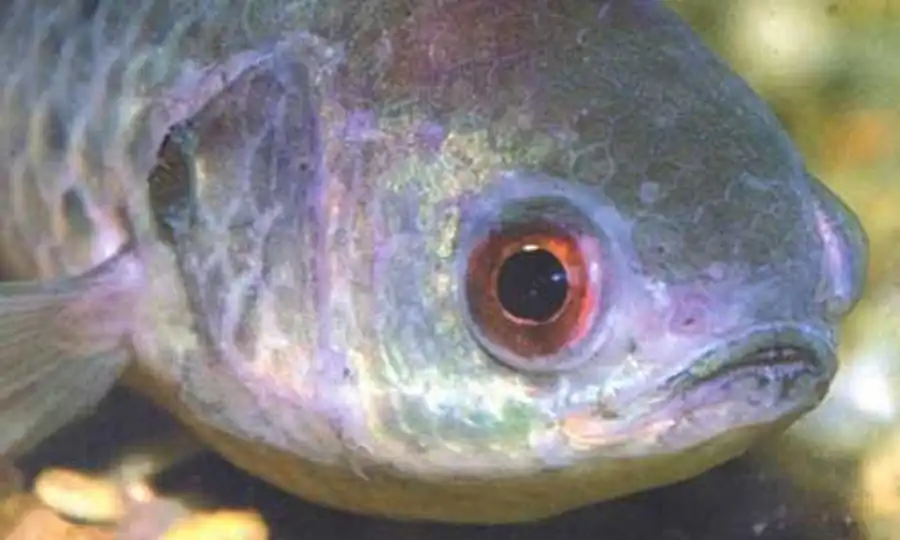 голова Anabas testudineus