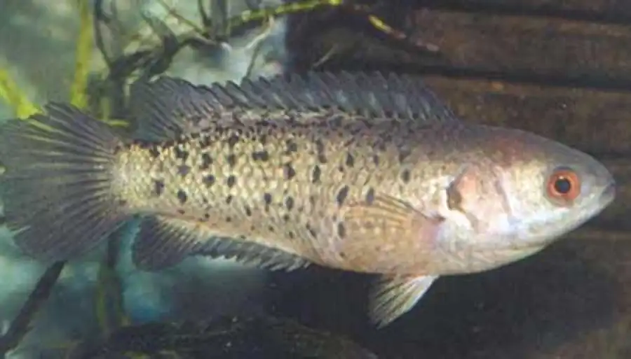 самка Anabas testudineus