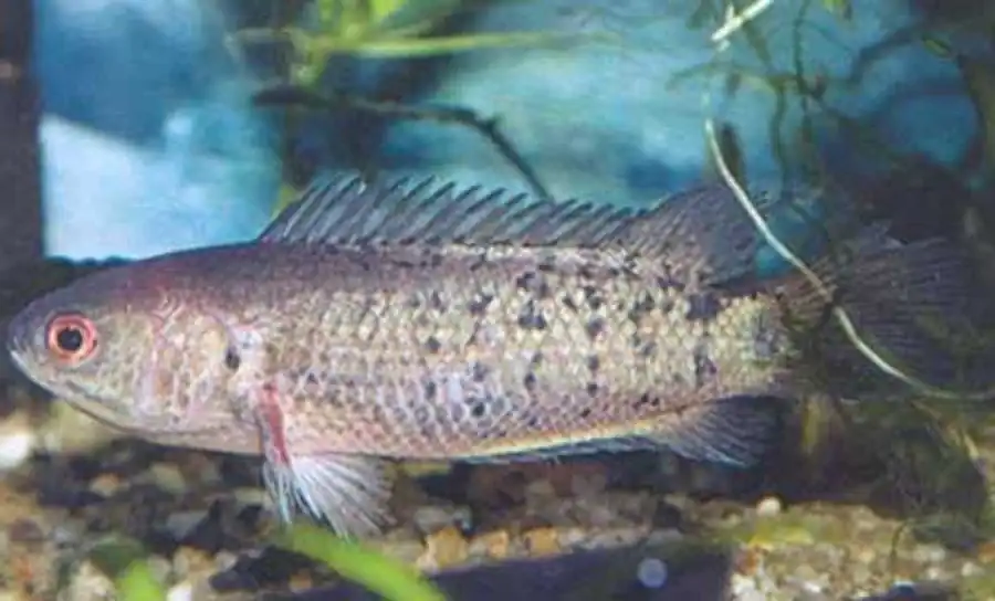 самец Anabas testudineus