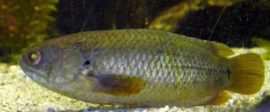 окрас Anabas testudineus