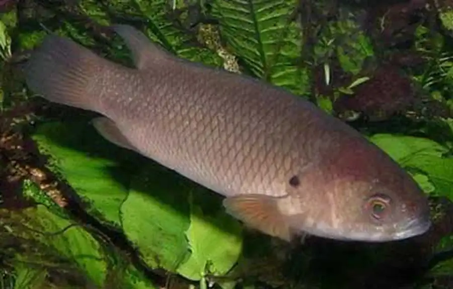 рыба Anabas testudineus
