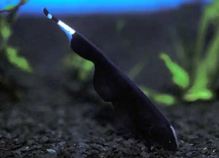 Apteronotus albifrons
