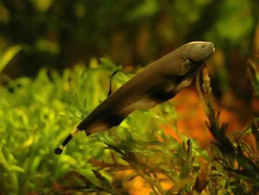 Apteronotus albifrons
