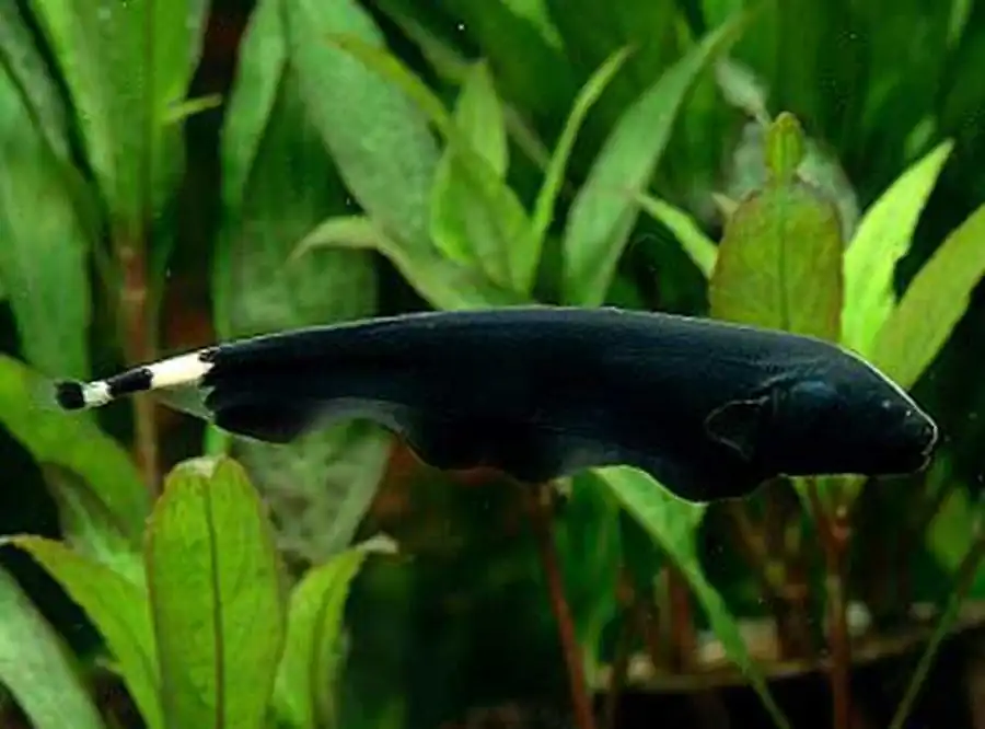Apteronotus albifrons