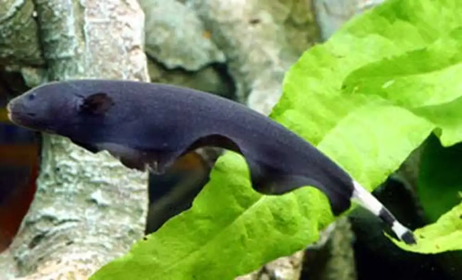 Apteronotus albifrons