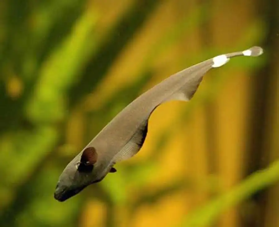 Apteronotus albifrons