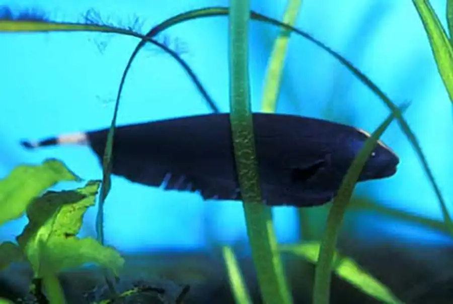 Apteronotus albifrons