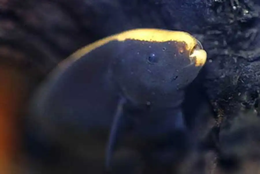 Apteronotus albifrons