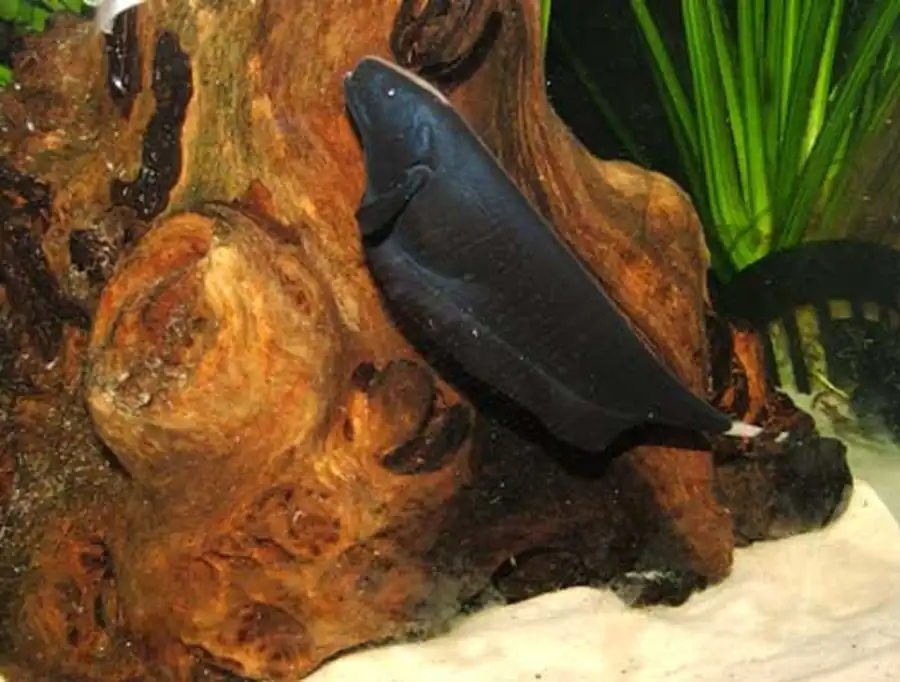 Apteronotus albifrons