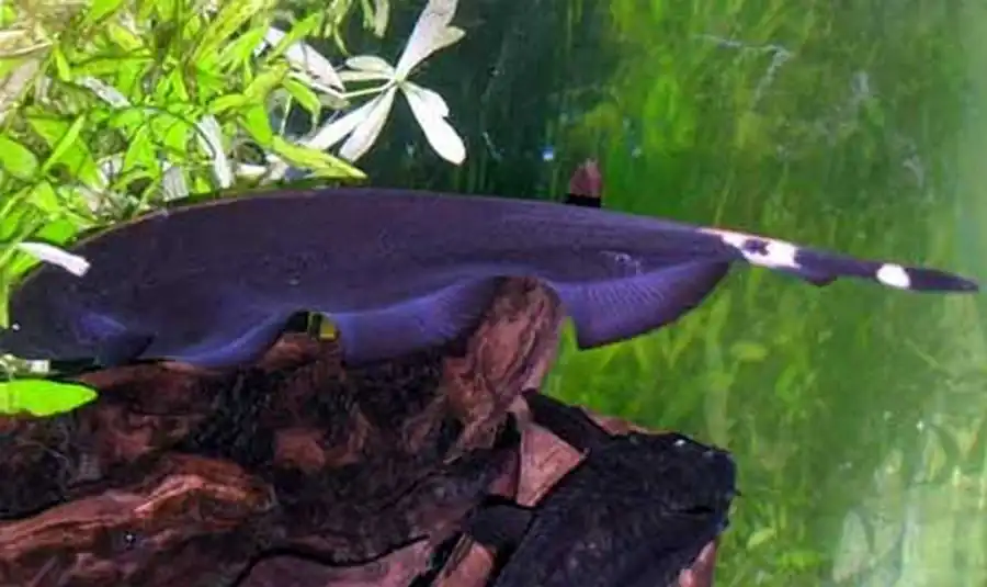 Apteronotus albifrons