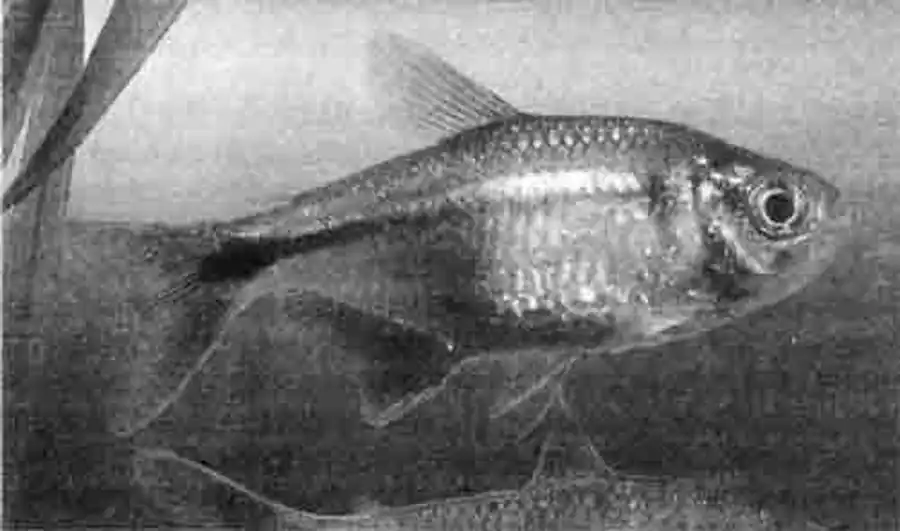 Тетрагоноптерус Тетрагоноптерус