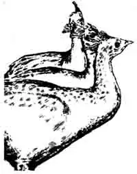 Молодняк белых павлинов Молодняк белых павлинов