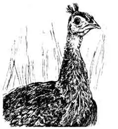 Молодой павлин Молодой павлин